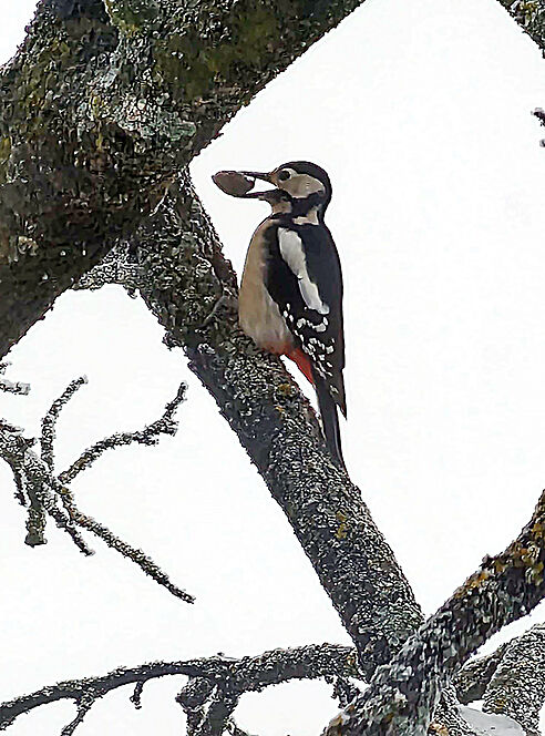 Buntspecht mit Nuss im Schnabel