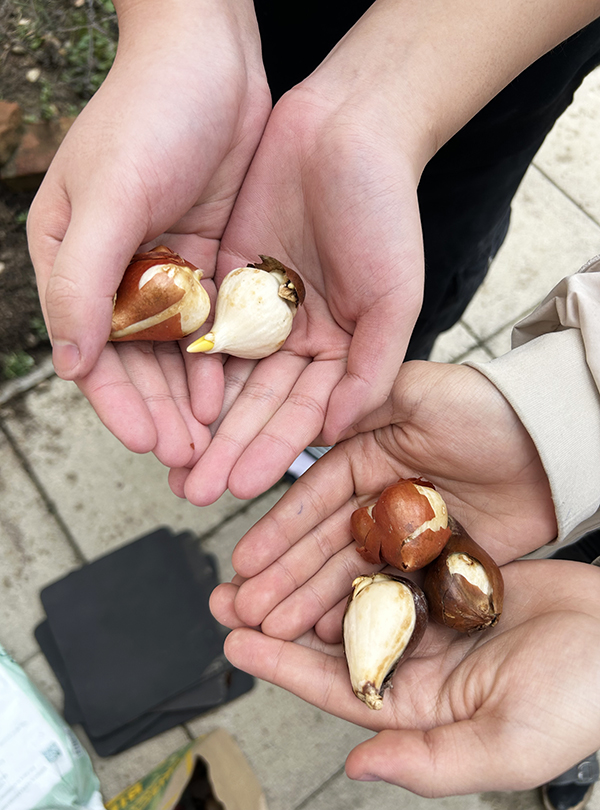 Hände mit Tulpenzwiebeln