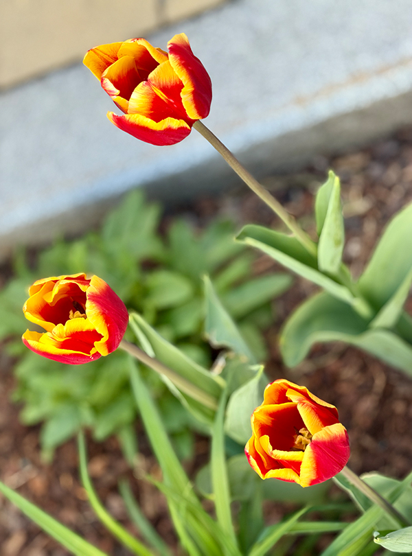 drei Tulpen in rot-gelb