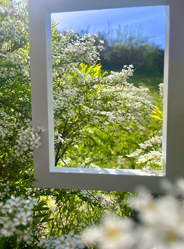 Strauch mit weißen Blüten