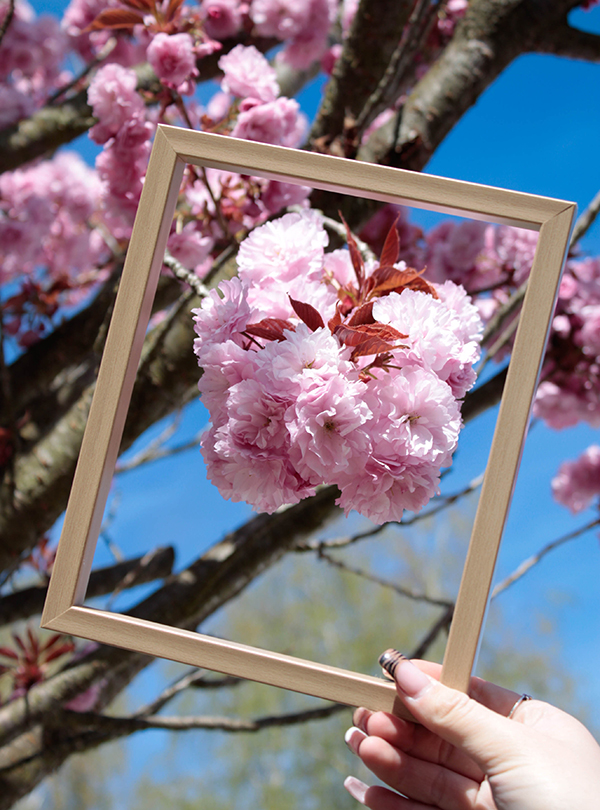 japanische Zierkirsche