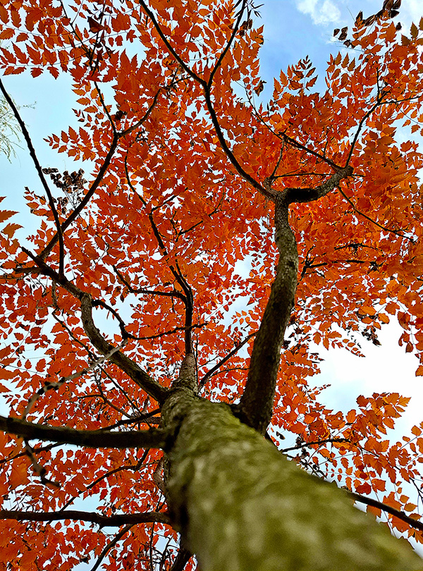rotes Herbstlaub auf Baum von unten rauf fotografiert
