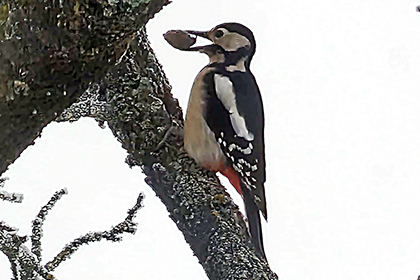 Buntspecht im Baum mit Nuss